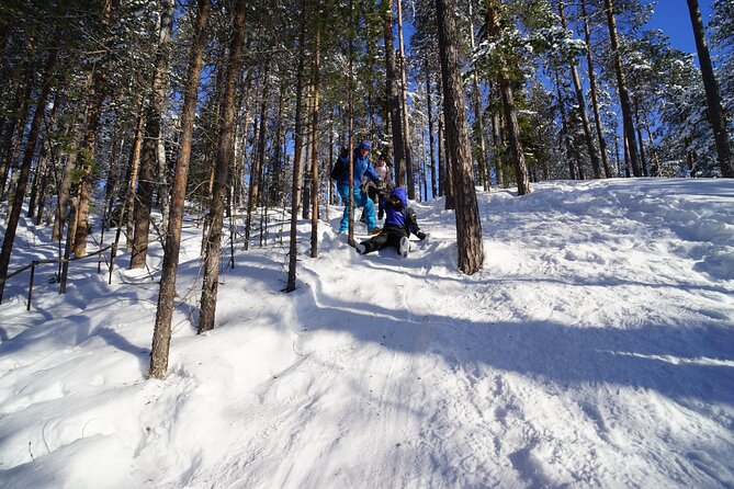 10 km Authentic Husky Safari in the Taiga Forest – Family Kennel - Key Points You’ll Care About