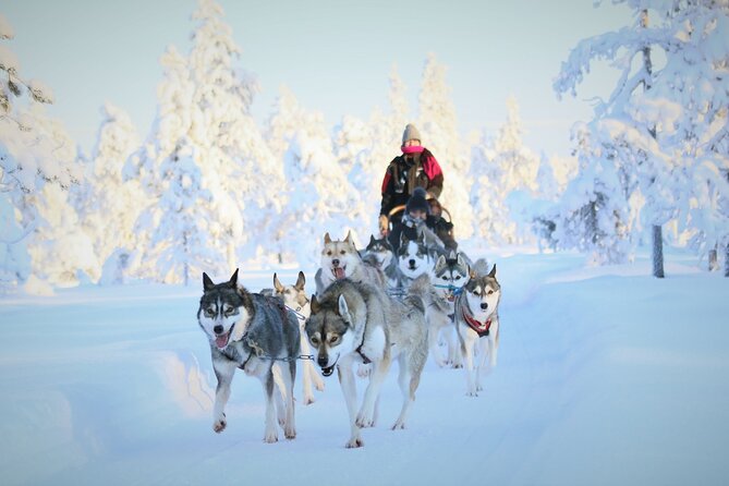 10 km Authentic Husky Safari in the Taiga Forest – Family Kennel - Rovaniemi Pickup and the 1 Hour One-Way Transfer