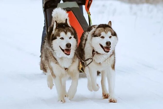 10 km Authentic Husky Safari in the Taiga Forest – Family Kennel - The 10 km Self-Driven Ride Through the Snow-Covered Taiga