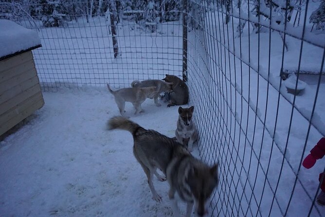 10 km Authentic Husky Safari in the Taiga Forest – Family Kennel - Arrival at the Family Kennel, Meet the Huskies, Get the Rules