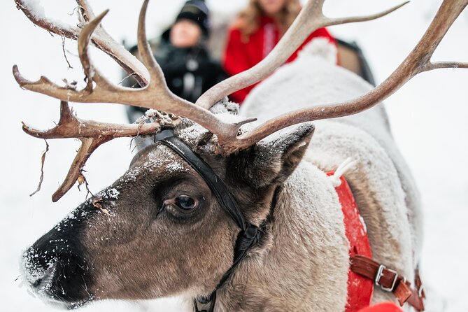 2km Sleigh Ride & Feeding Experience at Traditional Reindeer Farm - After The Ride: Hot Drinks And Snacks By The Fire