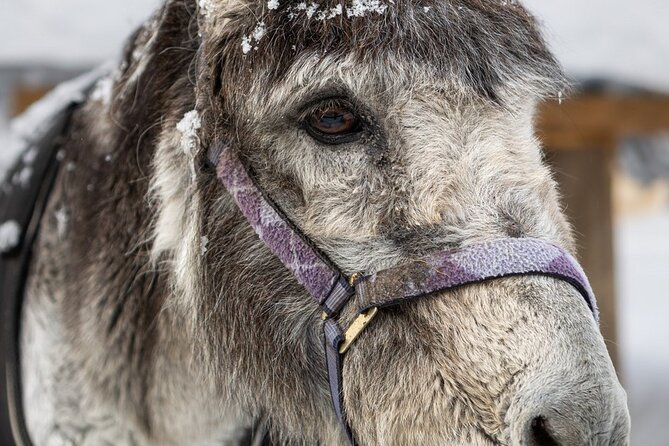 8-10km Husky Ride in the Taiga and Visit Other Farm Animals - Rovaniemi Cold Truth: The Outfit Check Is Not a Formality