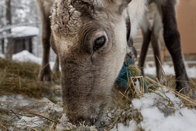 8-10km Husky Ride in the Taiga and Visit Other Farm Animals - Fire, Mushers, and Questions: Why the Kennel Chat Matters