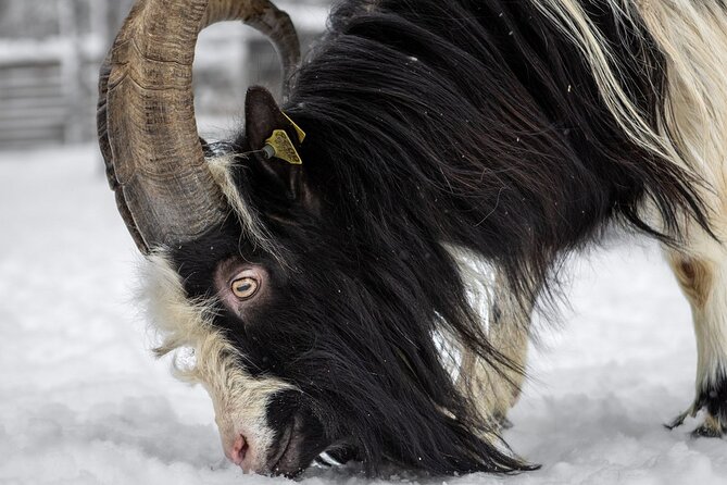 8-10km Husky Ride in the Taiga and Visit Other Farm Animals - Lunch and Comfort: Lapish BBQ Gives You a Real Finish