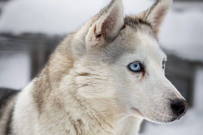 8-10km Husky Ride in the Taiga and Visit Other Farm Animals - Logistics and Comfort Details That Actually Change Your Day