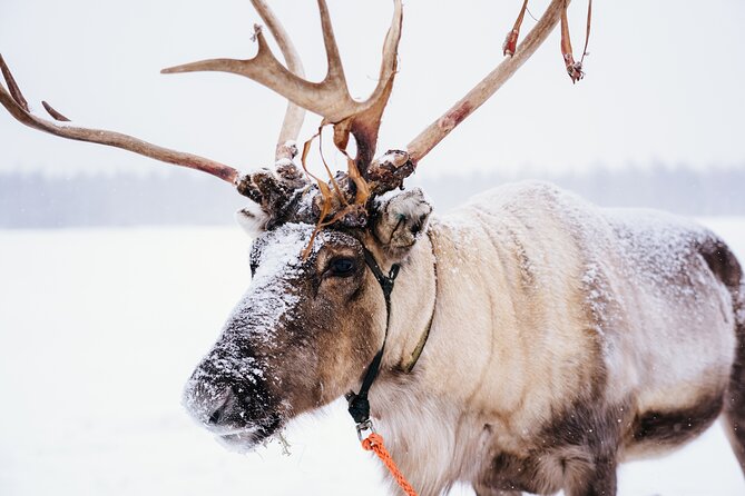 Apukka Reindeer Journey - Key things I’d zero in on