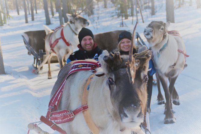 Apukka Reindeer Journey - Before the sleigh: the short walk, the close-up meet, the photos