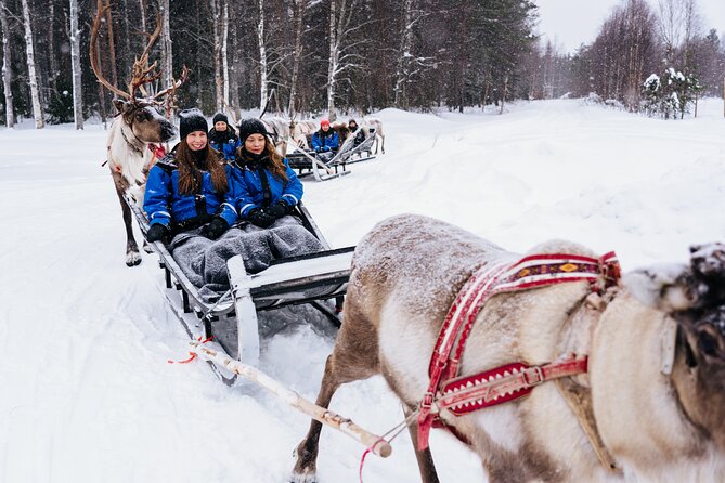 Apukka Reindeer Journey - After the ride: one more chance to pet and photograph