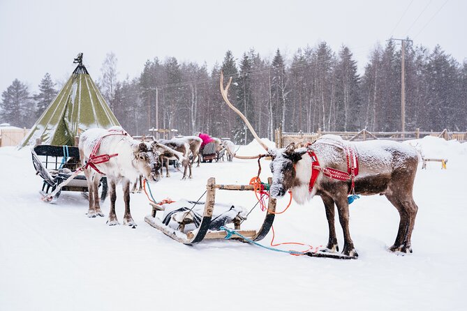 Apukka Reindeer Journey - Group size, language, and what that means for the vibe