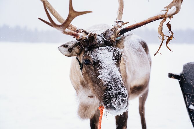Apukka Reindeer Journey - Price and value: is $215.54 per person fair?