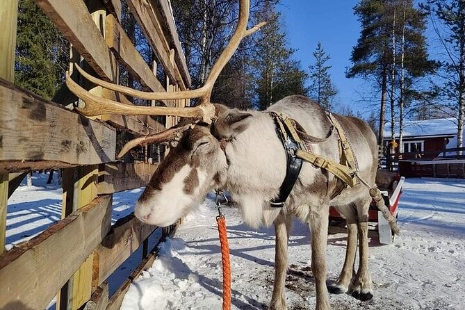 Arctic Animals Adventure with Lunch Buffet - Arctic Animals Adventure at a glance: huskies, reindeer, and Ranua Zoo