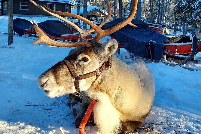 Arctic Animals Adventure with Lunch Buffet - How this 7.5-hour Lapland day is actually paced