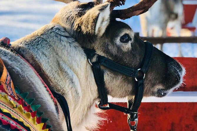 Arctic Animals Adventure with Lunch Buffet - The zoo transfer: 80 km and a timed lunch