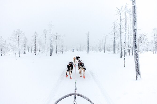 Arctic Animals Adventure with Lunch Buffet - Winter clothing and guide quality: the difference between easy and miserable