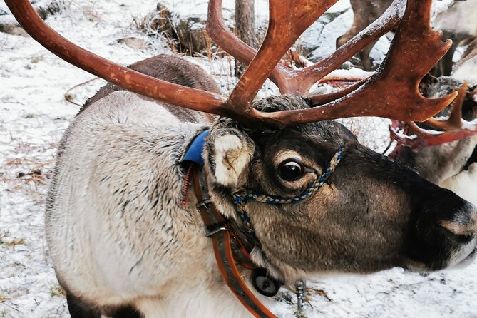 Arctic Animals Adventure with Lunch Buffet - Included extras that add up to real value