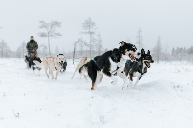 Arctic Animals Adventure with Lunch Buffet - What could trip you up, and how to prepare
