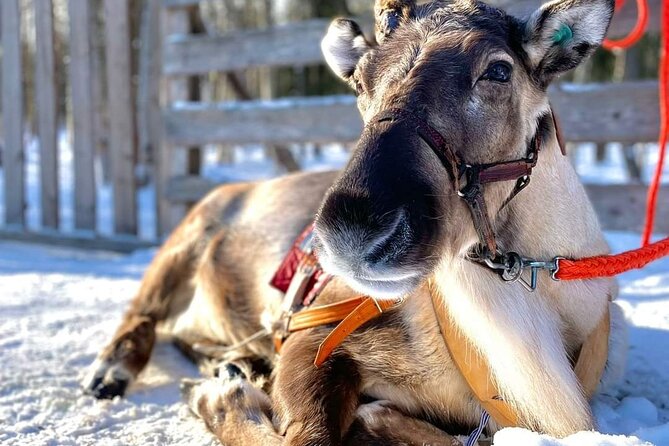 Arctic Animals Adventure with Lunch Buffet - Pickup and meeting point: easier than you think