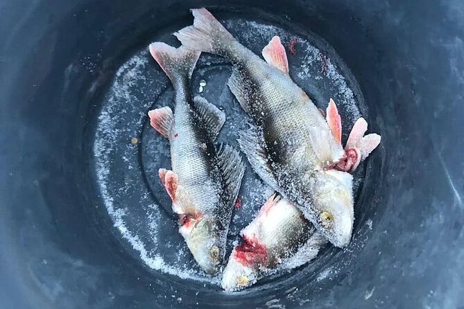 Arctic Circle Family Day - Ice Fishing on the Arctic Quiet Side