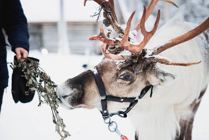 Arctic Circle Highlights Family Day - Husky sled plus reindeer sleigh rides, measured for kids