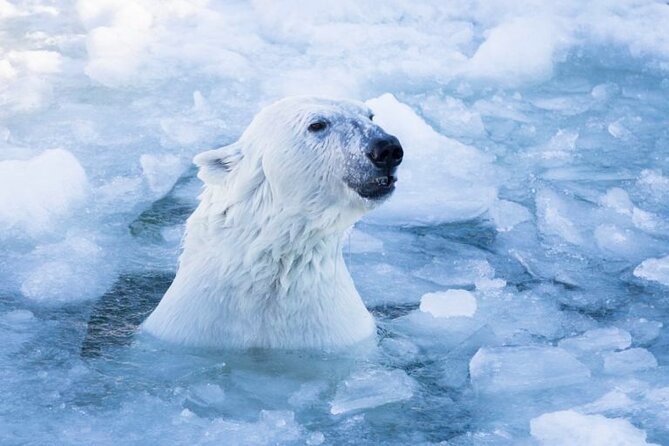 Arctic Polar Bear Adventure with Lunch in Rovaniemi! - Why Ranua Zoo Works for an Arctic Day Trip from Rovaniemi