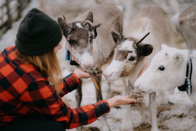 Arctic Reindeer Farm Experience with Snowshoeing in the Wild - Key Takeaways Before You Go