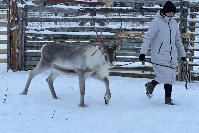 Arctic Reindeer Farm Experience with Snowshoeing in the Wild - From Levi Pickup to a Private Lake Reindeer Farm