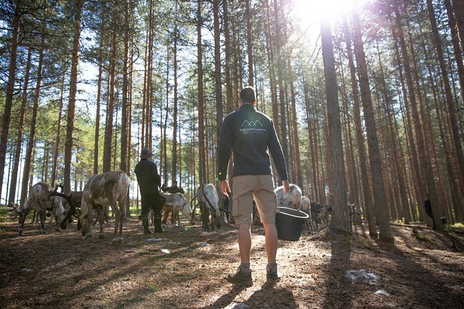 Authentic Reindeer Farm and Canoe Experience from Rovaniemi - How the 4 hours actually feel, from 9:00 start to return