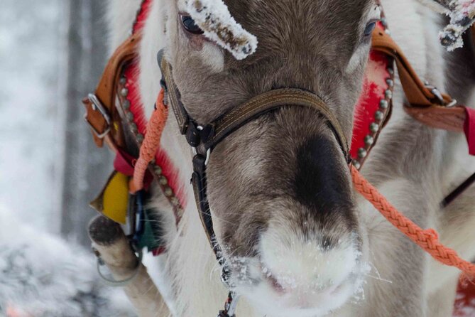 Authentic Reindeer Farm Experience in Rovaniemi - Key points I’d write on your trip note