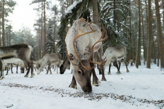 Authentic Reindeer Farm Experience in Rovaniemi - Why the 9:00 am reindeer schedule changes everything