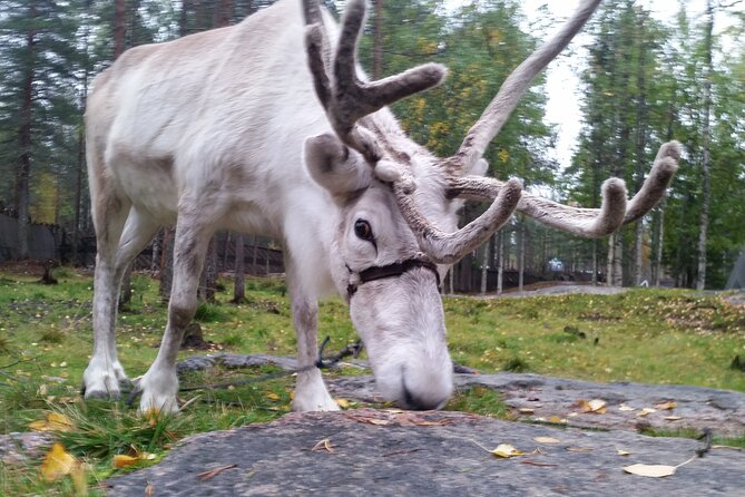 Authentic Reindeer Farm Experience in Rovaniemi - The first feeding: watching reindeer at their most focused