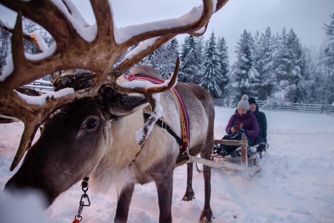 Authentic Reindeer Farm Experience in Rovaniemi - Tea in a traditional hut: the warm pause you’ll remember