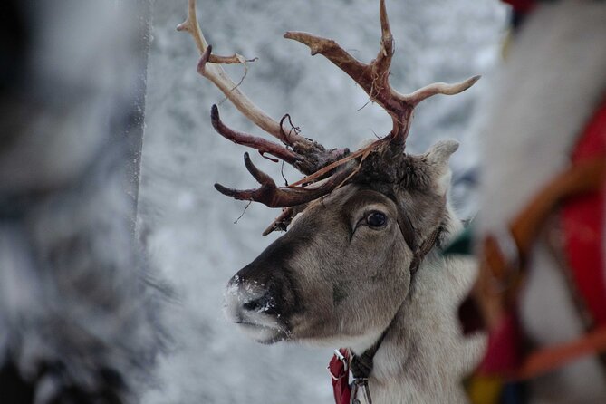 Authentic Reindeer Farm Experience in Rovaniemi - Cultural context: what to know if you care about how the industry works