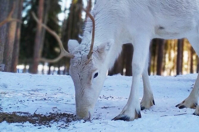 Authentic Reindeer Farm Experience in Rovaniemi - Hotel pickup and the small-group pace outside Rovaniemi