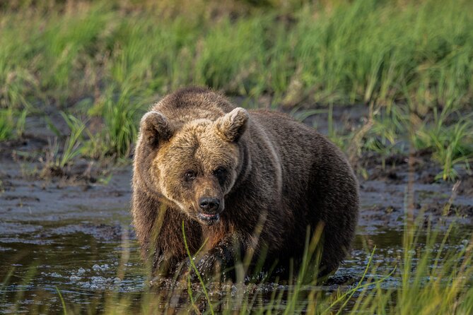 Bear and Arctic Animals 2 Day Trip from Rovaniemi - Key highlights worth planning for