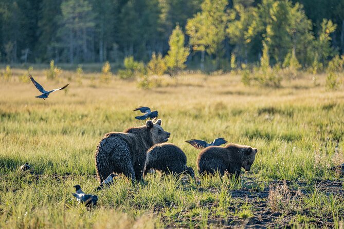 Bear and Arctic Animals 2 Day Trip from Rovaniemi - From Rovaniemi to the wild, in a small group
