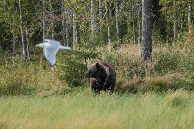 Bear and Arctic Animals 2 Day Trip from Rovaniemi - The real climax, bear watching overnight in Kuusamo