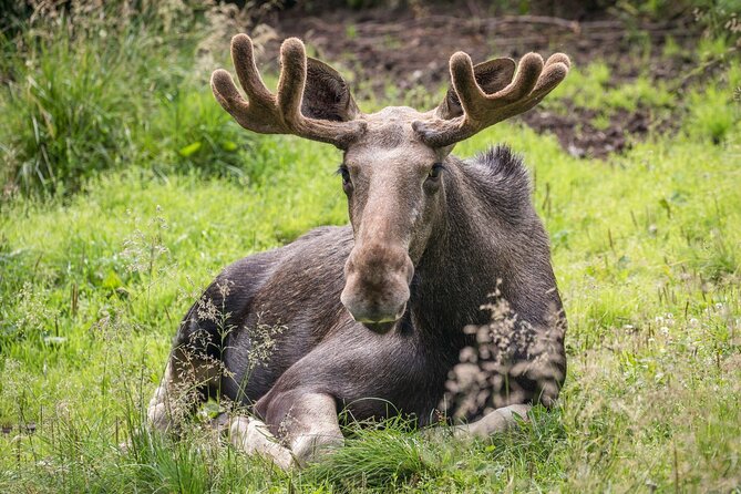 Bear and Arctic Animals 2 Day Trip from Rovaniemi - What the wilderness hut stay is really like