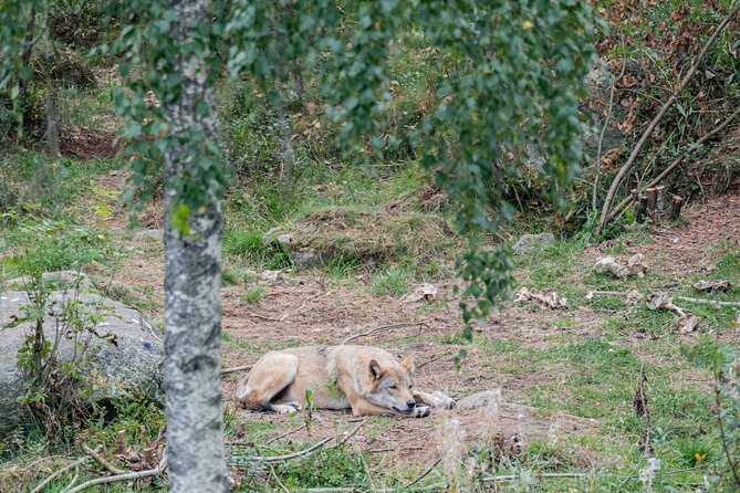 Bear and Arctic Animals 2 Day Trip from Rovaniemi - Day two at Ranua Wildlife Park, why it complements the bear night