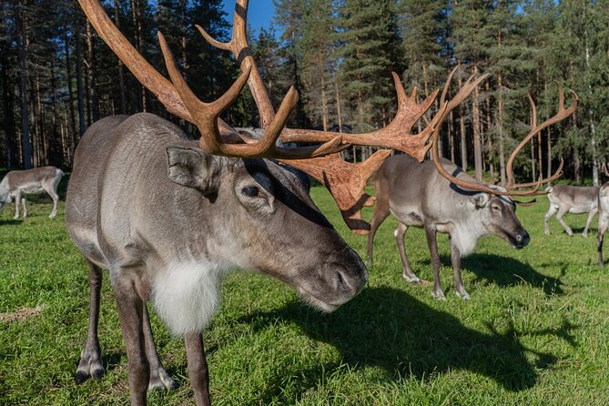 Bear and Arctic Animals 2 Day Trip from Rovaniemi - Food and comfort: what’s included and what you should still plan