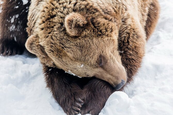 Bus to Ranua Zoo from Rovaniemi - The Ranua Zoo Stop: 3 Hours to See the Main Trails