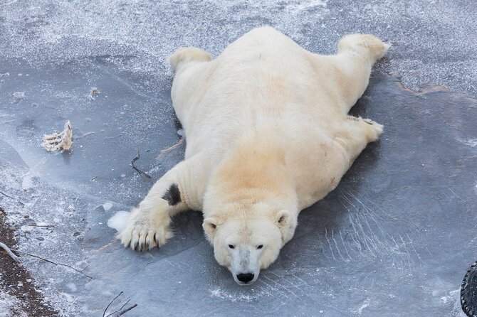 Bus to Ranua Zoo from Rovaniemi - Pickup Zones and the Stops That Can Add Cost