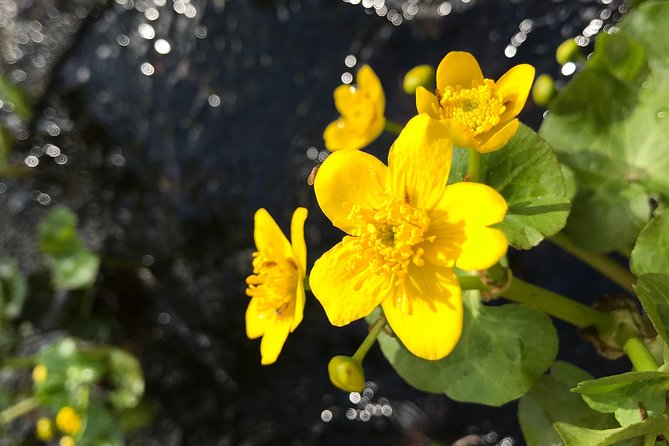 Canoe Trip in Lapland - Back on shore: campfire snack, coffee or tea, and flint and steel
