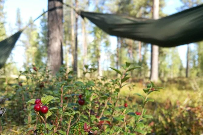 Cocooning in the HaliPuu forest: The ultimate Arctic hammock relaxation - Guided calm exercises, then you let the hammock do the work