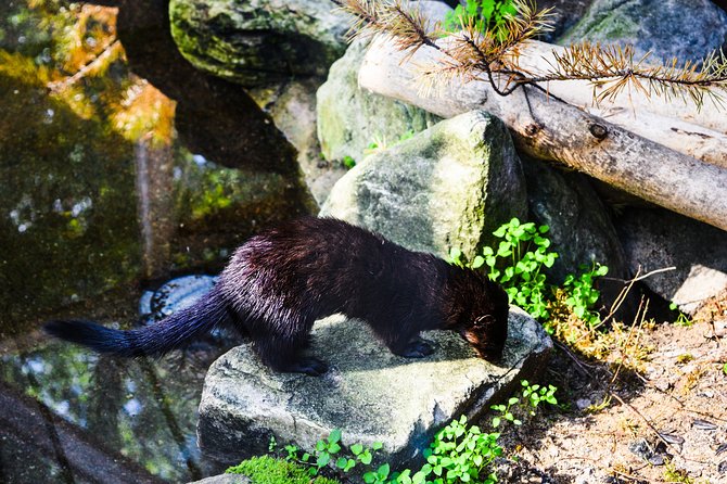 Day Trip to Ranua Arctic Wildlife Park from Rovaniemi - Why a Ranua Arctic Wildlife Park day trip makes sense from Rovaniemi