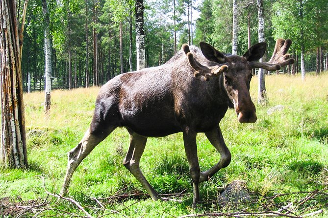 Day Trip to Ranua Arctic Wildlife Park from Rovaniemi - Where lunch fits in: barbecue at the park, plus a vegetarian option