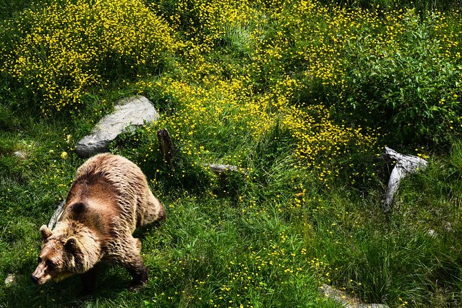 Day Trip to Ranua Arctic Wildlife Park from Rovaniemi - Group size and how that affects your day