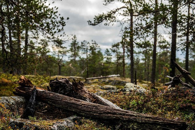 Explore the Wilderness (Summer & Autumn) - Vikaköngäs: the expedition starting point that sets the tone