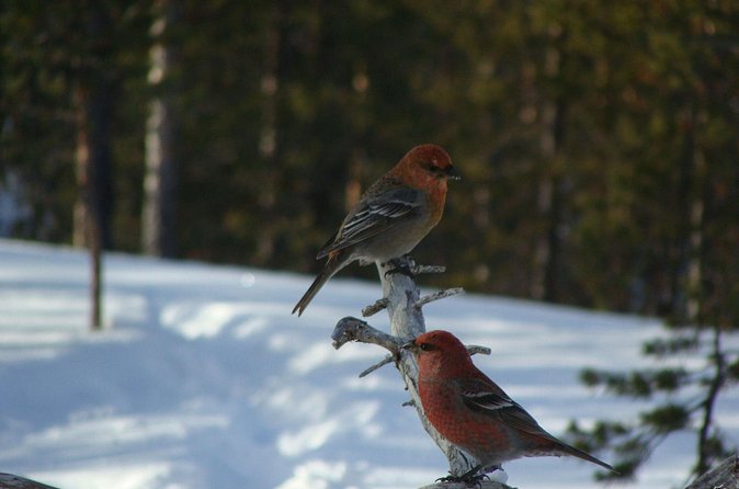 Explore Winter Woods: Snowshoe walk with local Biologist - The kota warm-up: open fire tea, snacks, and real hospitality