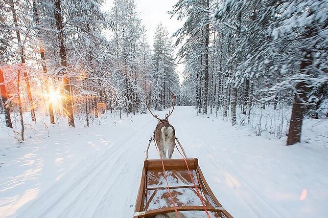Forest Trail Reindeer Safari - Feeding reindeer and hearing herder stories