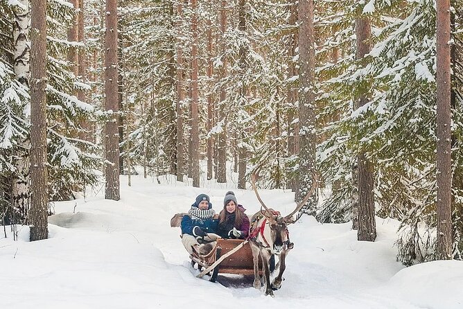 Forest Trail Reindeer Safari - Guides and languages, what English covers
